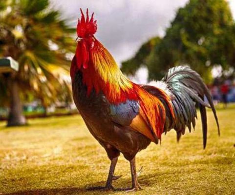 मुर्गे की बांग से डॉक्टर परेशान, थाने पहुंचा मामला