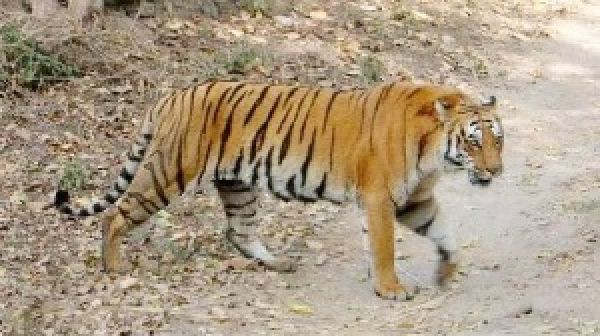 आदमखोर बाघ की तलाश जारी, 36 गांवों में अलर्ट