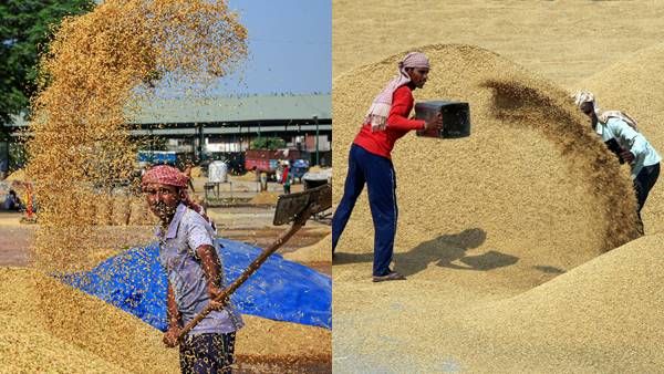 गेहूं के बाद चावल संकट में फंस सकती है दुनिया, भारत पर उम्मीद भरी नजर, परेशान हुए दर्जनों देश